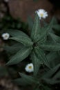 Cornflower garden closed bud, spring, cloudy weather, village Royalty Free Stock Photo