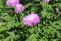 Cornflower garden pink blooms on a summer sunny day Royalty Free Stock Photo