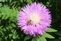Cornflower garden pink blooms on a summer sunny day Royalty Free Stock Photo