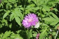 Cornflower garden pink blooms on a summer sunny day Royalty Free Stock Photo