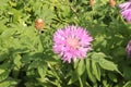 Cornflower garden pink blooms on a summer sunny day Royalty Free Stock Photo