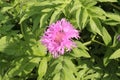 Cornflower garden pink blooms on a summer sunny day Royalty Free Stock Photo