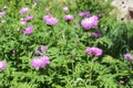 Cornflower garden pink blooms on a summer sunny day Royalty Free Stock Photo