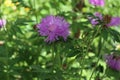 Cornflower garden pink blooms on a summer sunny day Royalty Free Stock Photo