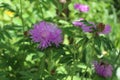 Cornflower garden pink blooms on a summer sunny day Royalty Free Stock Photo