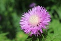 Cornflower garden pink blooms on a summer sunny day