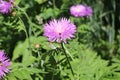 Cornflower garden pink blooms on a summer sunny day Royalty Free Stock Photo