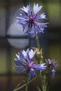 Cornflower in garden in Potzbach, Germany Royalty Free Stock Photo