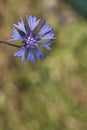 Cornflower in garden in Potzbach, Germany Royalty Free Stock Photo