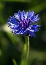 Cornflower in green feld Royalty Free Stock Photo