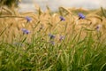 Cornflower in the grass and grains.