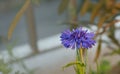 Cornflower on a grey blur background