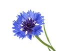 Cornflower isolated on white without shadow Royalty Free Stock Photo