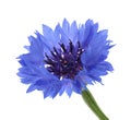 Cornflower isolated on white without shadow Royalty Free Stock Photo