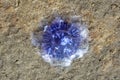 Cornflower Jellyfish resp.Cyanea lamarckii at Beach in Wadden Sea National Park,North Sea, Germany