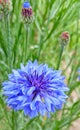 Cornflower knapweed blue bluet