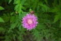 Cornflower, knapweed, centaurea, lilac flower,