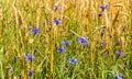 Cornflower, knapweed Centaurea scabiosa or greater knapweed blue flower growing in the field. Close up, selective focus