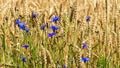 Cornflower, knapweed Centaurea scabiosa or greater knapweed blue flower growing in the field. Close up, selective focus