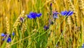 Cornflower, knapweed Centaurea scabiosa or greater knapweed blue flower growing in the field. Close up, selective focus