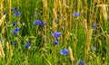 Cornflower, knapweed Centaurea scabiosa or greater knapweed blue flower growing in the field. Close up, selective focus