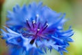 Cornflower macro