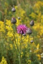 Cornflower meadow