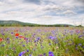 Cornflower meadow in the foothills of the Crimea. Royalty Free Stock Photo