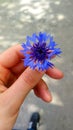 cornflower in my hand