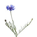 Cornflower plant with blue flower and green stem close-up isolated on a white background