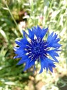 Cornflower plant, top view. Violet colour