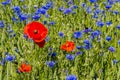 Cornflower and Poppy with Humblebee Royalty Free Stock Photo