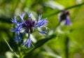 Cornflower is a simple, but at the same time refined and delicate flower