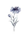 Cornflower adorable watercolor blue flower isolated on white background
