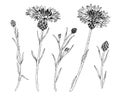 Cornflower Set Vector outline illustration. Hand drawn clipart of medicinal flowers and herbs. Black line art of Royalty Free Stock Photo