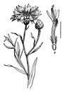 Cornflower vintage illustration