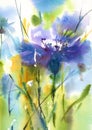 Cornflower Watercolor Flowers Illustration Hand Painted