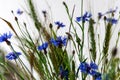 Cornflower and wheat ear Royalty Free Stock Photo