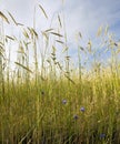 Cornflower in wheat field Royalty Free Stock Photo