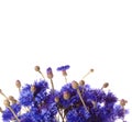 Cornflowers