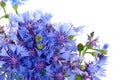 Cornflowers Royalty Free Stock Photo