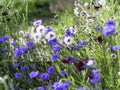 Cornflowers or Bachelors buttons, Centaurea cyanus