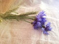 Cornflowers, barley ears on the linen cloth Royalty Free Stock Photo