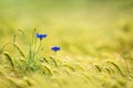 Cornflowers in a barley field Royalty Free Stock Photo