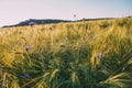 cornflowers on a barley field, meadow flowers, summer landscapes, ears of wheat Royalty Free Stock Photo