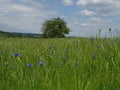 Cornflowers in barley field with tree and birds