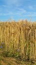 Cornflowers and barley Royalty Free Stock Photo