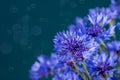 Cornflowers Royalty Free Stock Photo