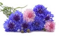 Cornflowers