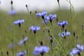 Cornflowers